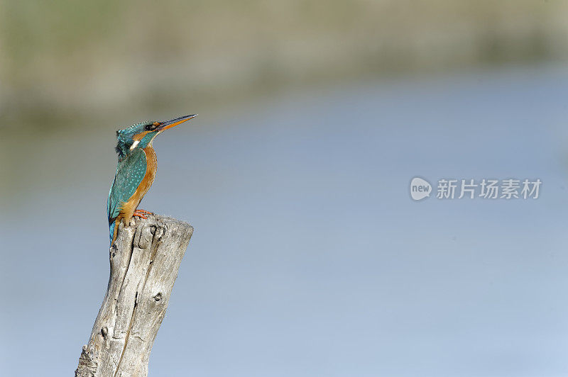 雌翠鸟(Alcedo atthis)